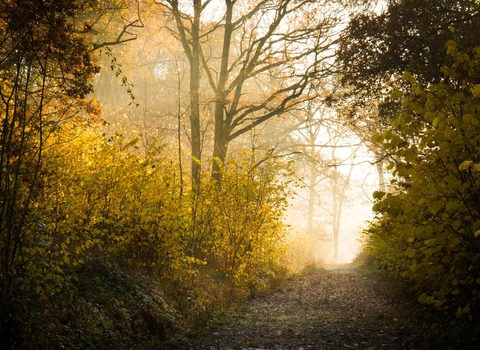 Wareseley Wood