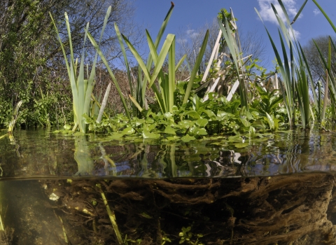 A split level view of a river, half underwater