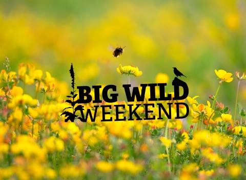 Big WIld Weekend logo