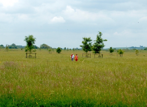 Trumpington Meadows by Caroline Fitton