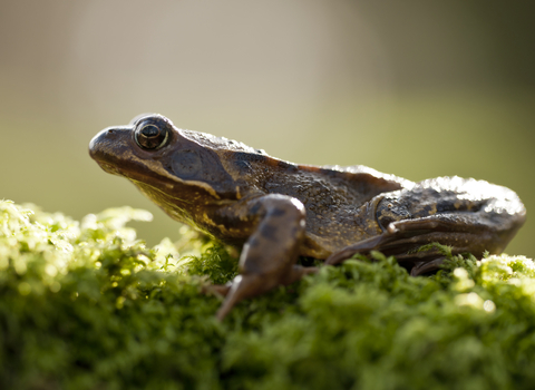 Common frog