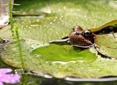 Frog in pond