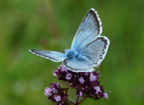 Butterfly - Chalk Hill Blue