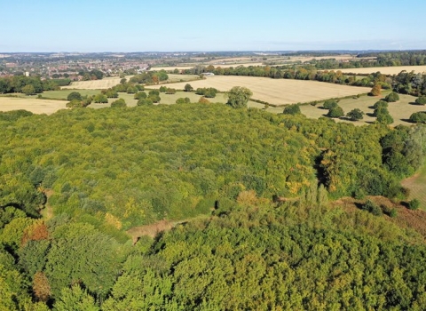 Drone's eye view of Park Wood LNR