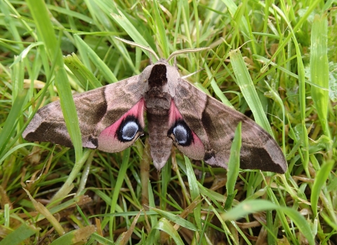 Eyed Hawk Moth