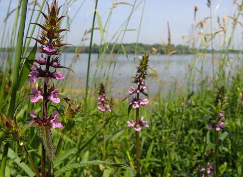 Marsh Woundwort