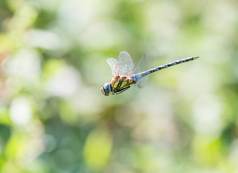 Migrant Hawker