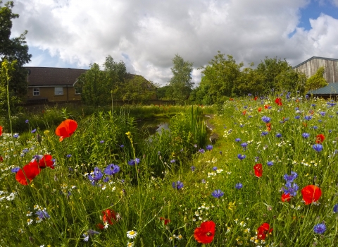 wildlife garden