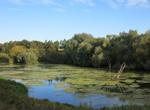 Summer - Pitsford Water Nature Reserve