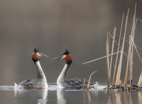 Two grebes facing each other as part of their courtship dance