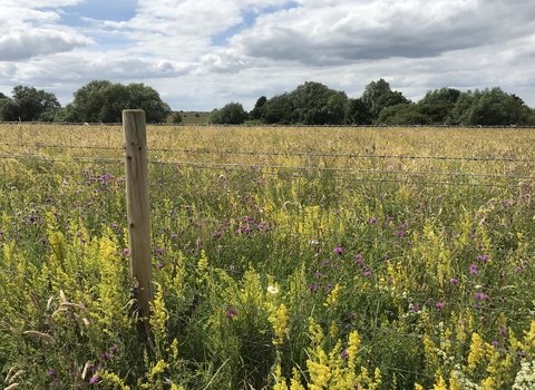 Wildflowers in bloom at Trumpington Meadows