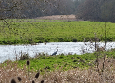 Heron by the River Nene
