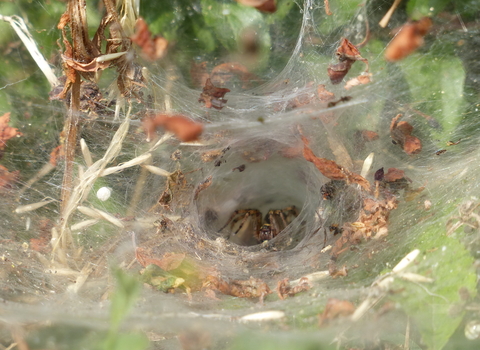 Spider at Nene Wetlands