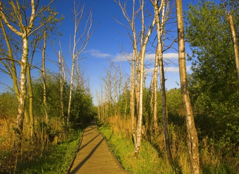 Lattersey reserve boardwalk