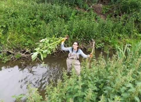 Himalayan balsam pulling