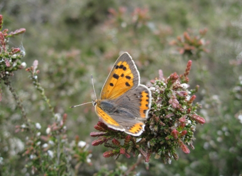 Butterfly - small copper