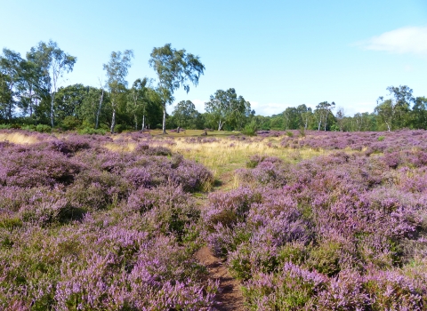 Heather at Cooper's Hill Aug 2019