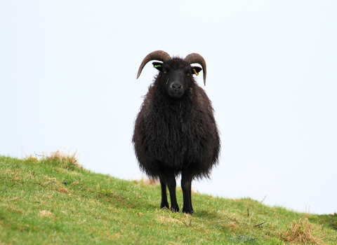 Sheep at Pedgsdon Hills