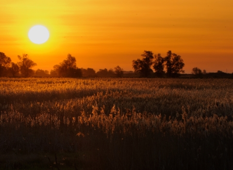 Fen sunset 