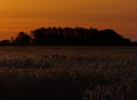 Fen sunset 