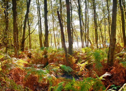 Holme Fen trees