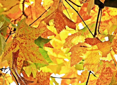 Autumn leaves