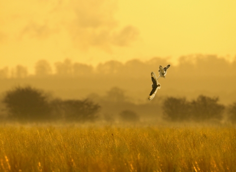 Short eared owl