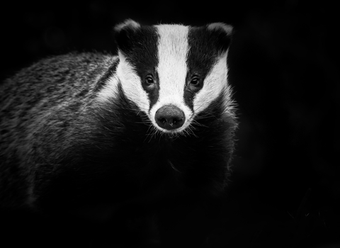 Badger, Northampton by Rebecca Fulcher