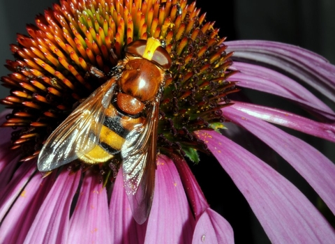 Hoverfly - Brian Eversham