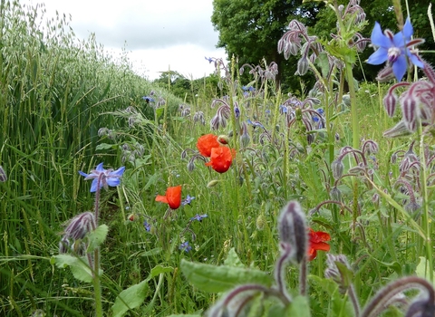 Jordans Farm Partnership - Field margin