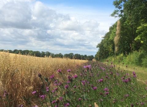 Jordans Farm Partnership - Oat field with knapweed margins