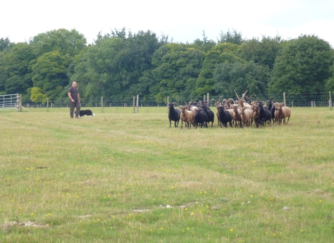 Livestock on Pegsdon, Sarah Cowling