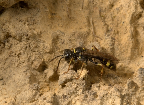 Solitary wasp