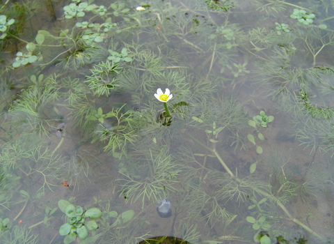 aquatic plants