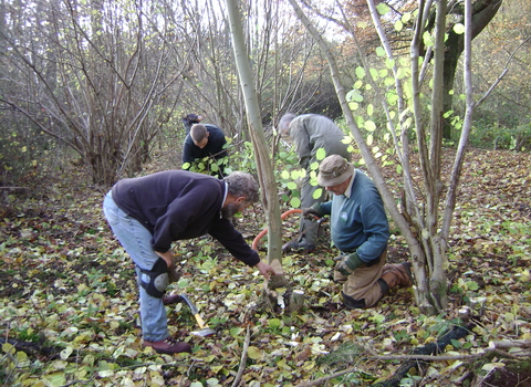 coppicing vols