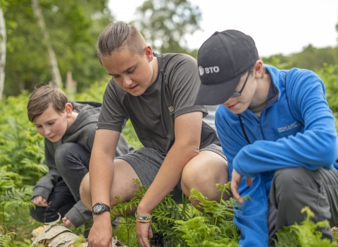 Youth Rangers in action pulling bracken at Cooper's Hill