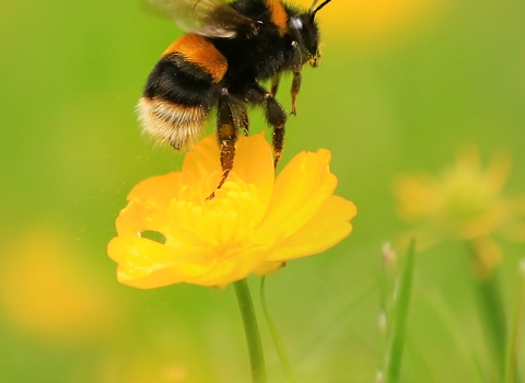 Buff tailed bumblebee