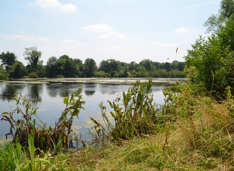 Image of plants and lake at Felmersham Gravel Pits