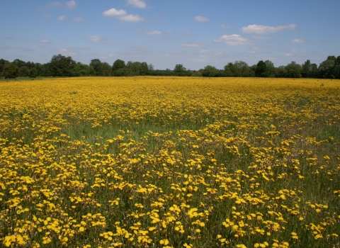 Image of Flitwick Moor