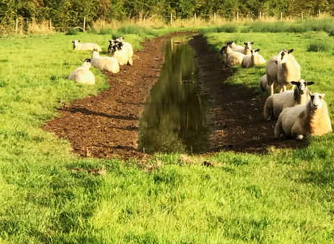 Sheep sitting alongside a ditch filled with water