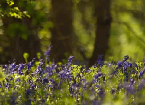 Bluebells at Thorpe Wood