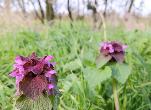 Red deadnettle by Rebecca Neal