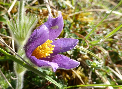 Pasqueflower by Gwen Hitchcock