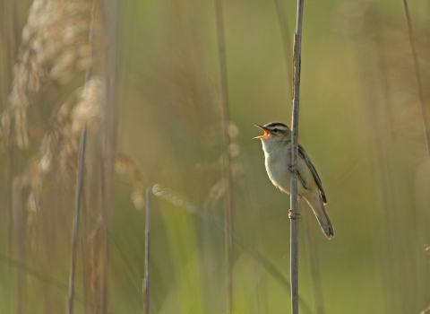 Reed bunting singing Chris Gomersall/2020VISION