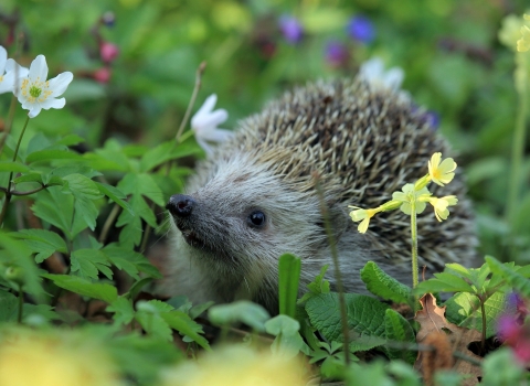 Hedgehog in flowers