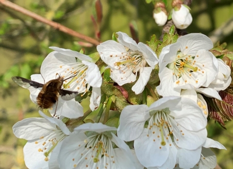 Beefly on blossom