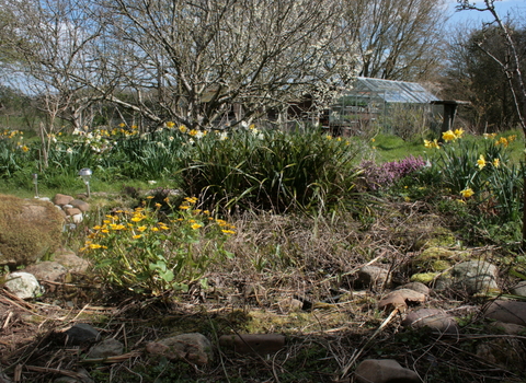 Wild garden by David Price