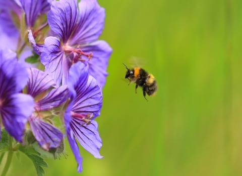A bumblebee approaching a purple flower