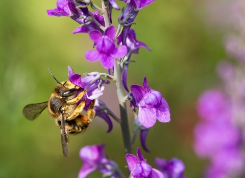 A wool carder bee feeding on toadflax