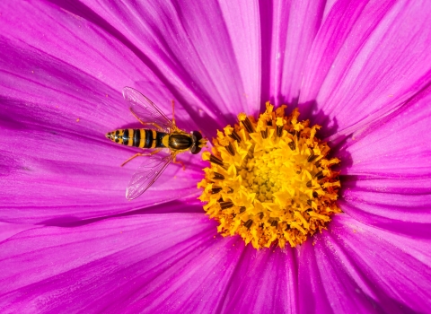Action for insects | Wildlife Trust for Beds Cambs & Northants